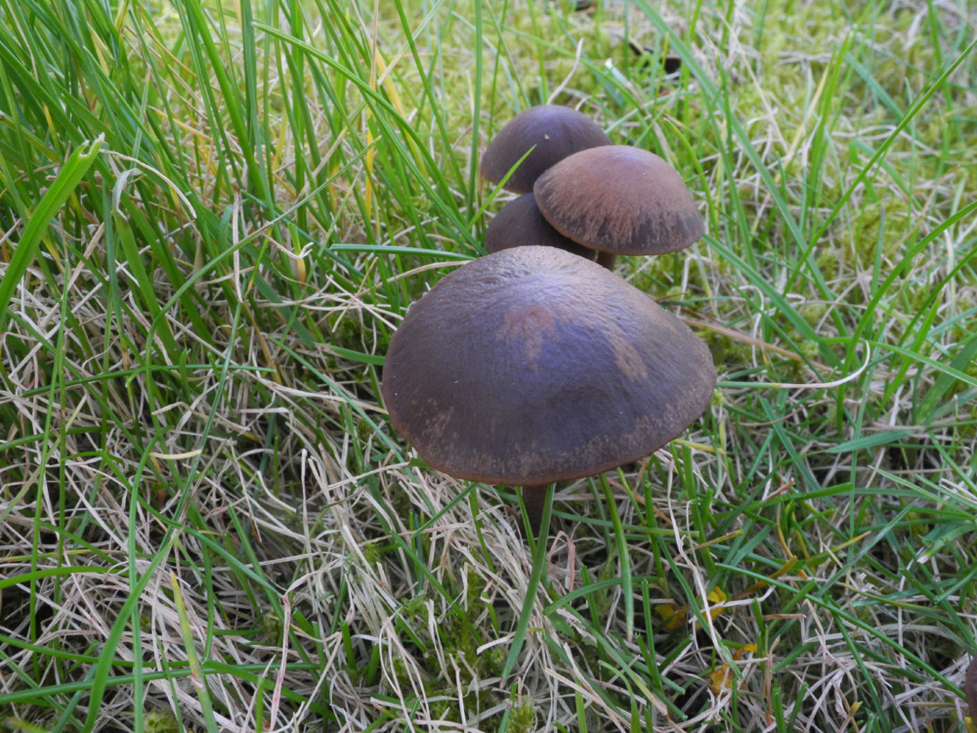 Photo © Tony Knight Panaeolus acuminatus by Tony Knight